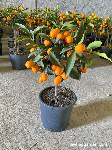 The Complete Guide to Nagami Kumquat Tree (Fortunella margarita)