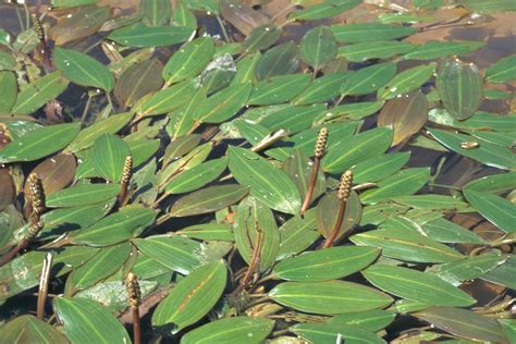 Potamogeton nodosus, Longleaf Pondweed