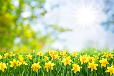 Daffodil Field Spring Netherlands Wallpapers - Wallpaper Cave