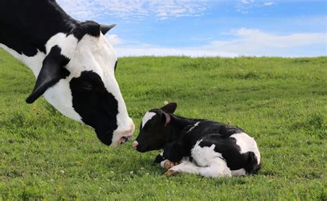 How Long Do Cows Live on Your Homestead [Beef and Dairy 101]