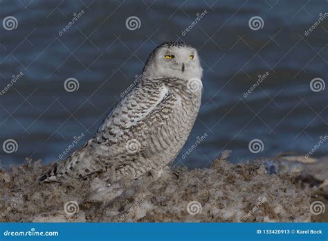 Snowy Owl Ear Lake Michigan N Wisconsin Stock Image - Image of asia, hunter: 133420913