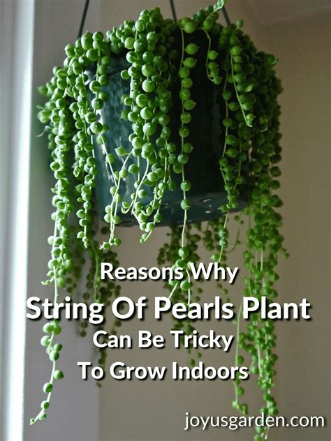 String Of Pearls Plant: 10 Reasons Why Yours Isn't Growing Indoors