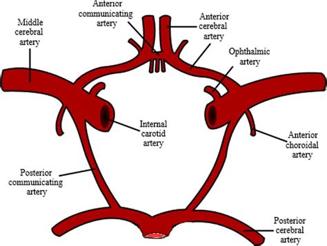 Circle Of Willis Circle Of Willis Arteries Circle - Bank2home.com