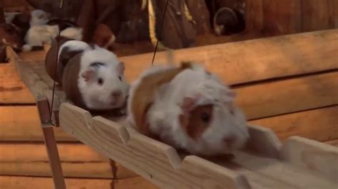 Guinea Pig Bridge at the Nagasaki Bio Park song by Parry Gripp - YouTube