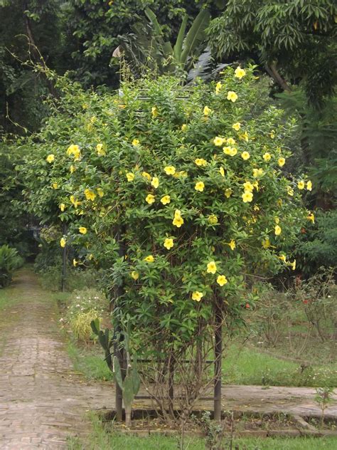 [Téléchargement] 94 A Shrub With Yellow Flowers - Télécharger