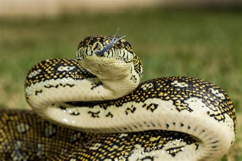 1,810 Python Tongue Photos - Free & Royalty-Free Stock Photos from ...