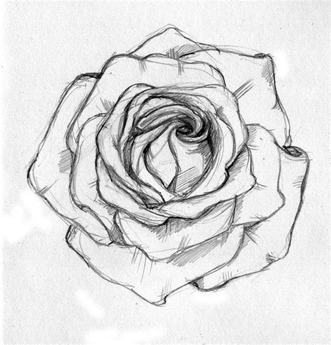 Rose sketch | Ilham veren sanat, Çizimler, Çizim fikirleri