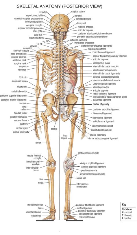 Home - Anatomy & Physiology for EMS - LibGuides at COM Library