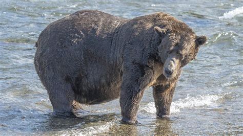 Fat Bear Week 2023: Grazer crowned fattest bear of the year - BBC Newsround