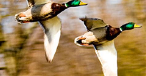 Duck Habitat Breeds Carbon Offsets | GreenBiz