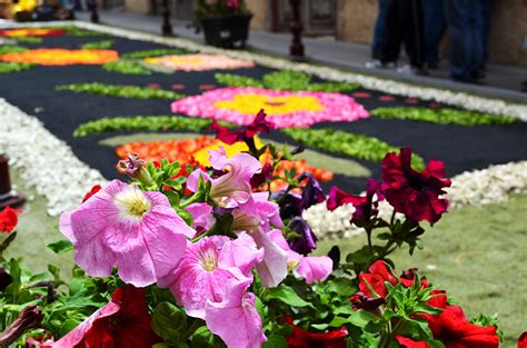 Flowers, Corpus Christi, Flower Carpets, La Orotava, Tener… | Flickr