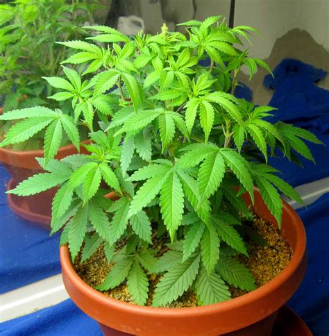 How to fix Cannabis Nitrogen Deficiency (N) Pics & Symptoms