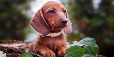 Dachshund Mix Breeds