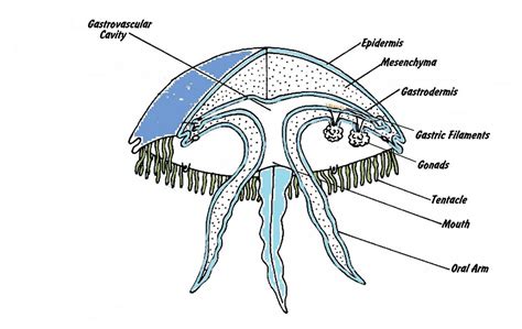 Anatomy - jelly the jelly fish