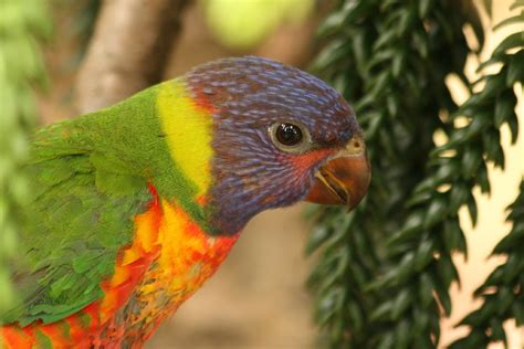 | Portraits of Australian Animals | Tilcheff | bloG |: Baby Rainbow Lorikeets