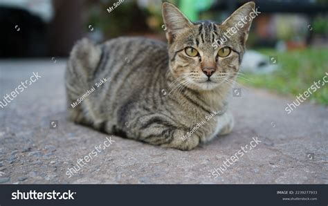 32,511 Grey Tigers Images, Stock Photos & Vectors | Shutterstock