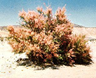 Tamarisk | plant genus | Britannica.com