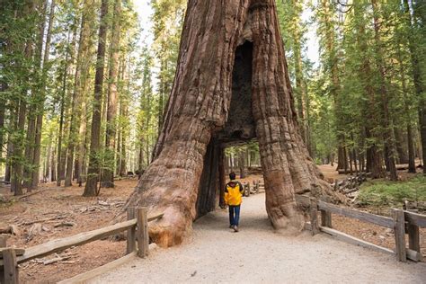 Privat Giant Sequoia Grove Hike 2022 - Yosemite nationalpark