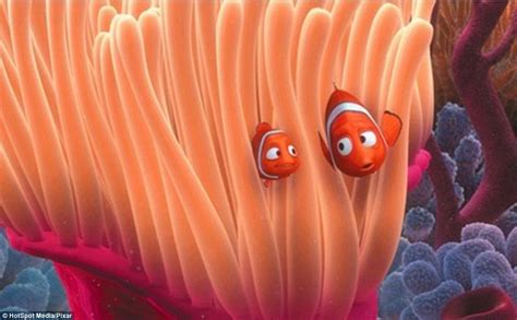 Found Nemo: Stunning photographs capture Indonesia's clownfish | Daily Mail Online