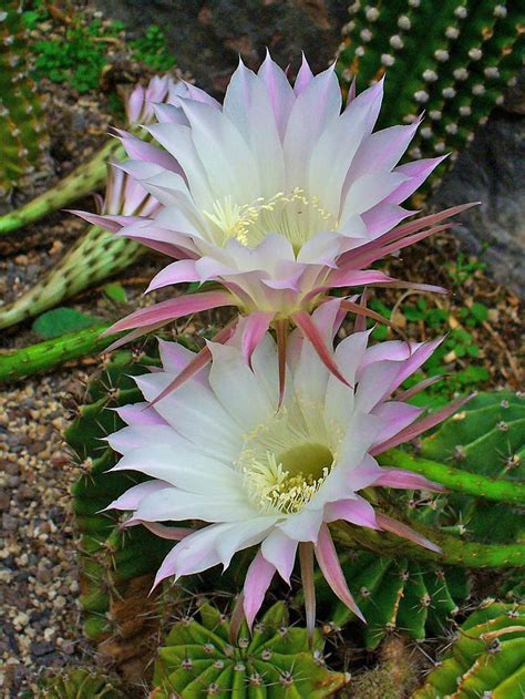 Echinopsis oxygona | Cactus flower, Desert plants, Most beautiful flowers