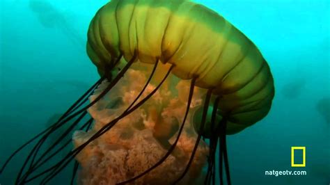 Sea Nettle Jellyfish Birth - YouTube