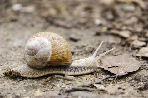 Helix pomatia stock photo. Image of fauna, animal, pomatia - 31069632