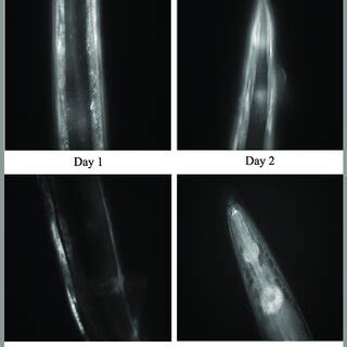 Examples from the C. elegans muscle aging dataset [34], [35 ...