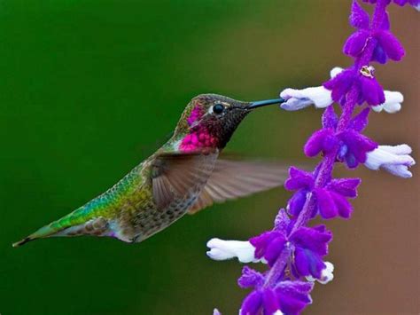 Free download Hummingbird Desktop Background WeNeedFun [1024x768] for your Desktop, Mobile ...