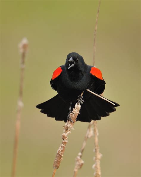 Red-winged Blackbird Harem | BirdNote