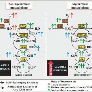 Regulation of ROS generation and antioxidant machinery at various sites... | Download Scientific ...