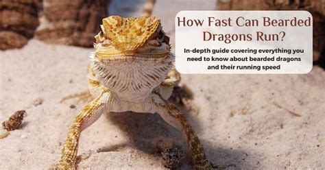 How Fast Can A Bearded Dragon Run? (Shocking Revelation!) • Desired ...