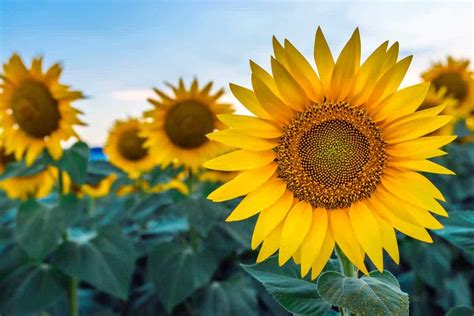 Are Sunflowers A Fall Flower?