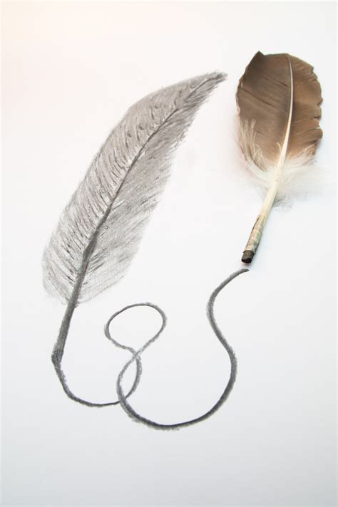 Free Images : bird, wing, spring, clothing, ear, feather, material, sketch, drawing, charcoal ...