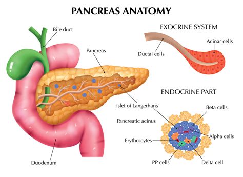 Anatomia Del Pancreas Infografica Illustrazione Vettoriale | The Best Porn Website