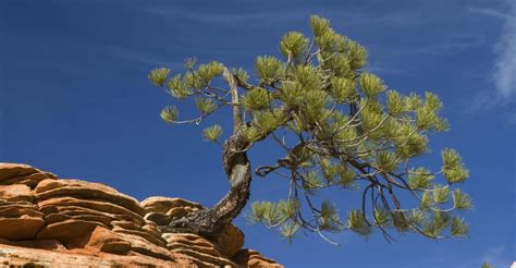 pinyon-pine-atop-sandstone-hoodoo - New Mexico Pictures - New Mexico ...