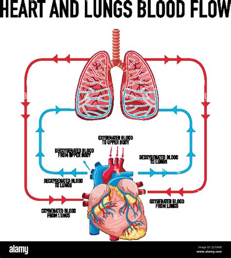 Heart And Lungs Diagram