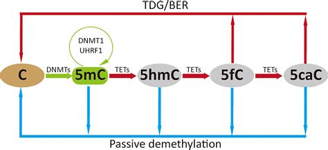 Frontiers | The Role of Host Cell DNA Methylation in the Immune Response to Bacterial Infection