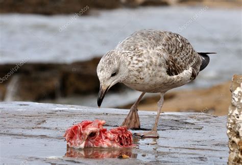 Seagull eating fish Stock Photo by ©philipus 6388095