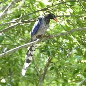 Taiwan blue magpie - Facts, Diet, Habitat & Pictures on Animalia.bio