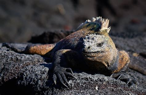 Galapagos | Pedro Szekely | Flickr