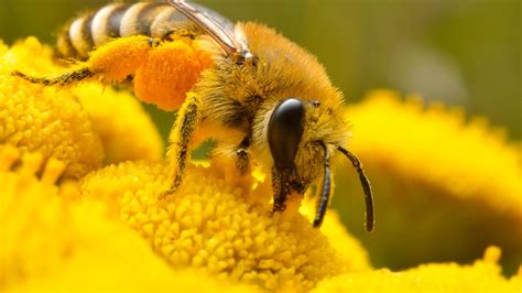 Closeup Photo Of Honey Bee Perched On Yellow Petaled Flower 4K 5K HD ...