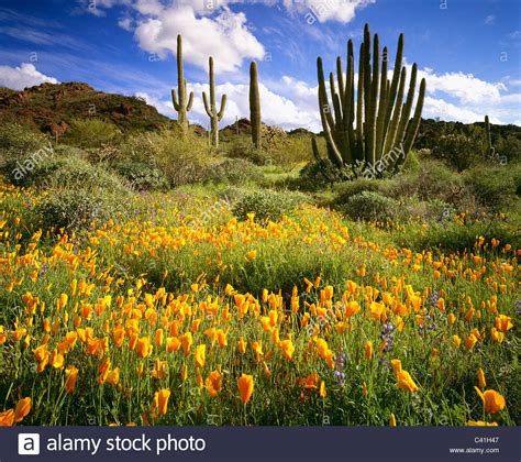 Arizona Desert Spring Flowers / Arizona wildflower forecast: Here's why ...