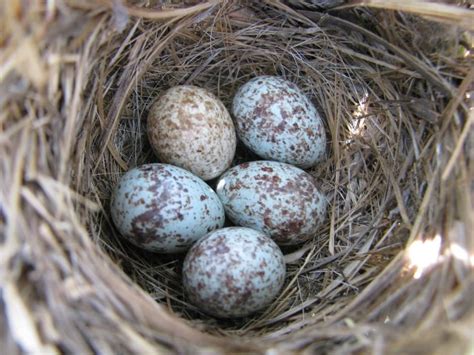 Sparrow Eggs | Sparrow eggs, Song sparrow, Newborn animals