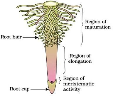 Biology – Morphology of Flowering Plants Revision Notes for NEET (AIPMT ...