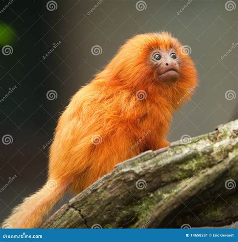 Golden lion tamarin baby stock image. Image of baby, tiny - 14658281