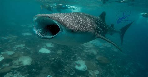 Dive with whale sharks, Maldives, Oceanholic Dive, South Ari Atoll