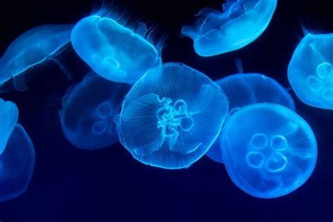 How Jellyfish Survive (& thrive) without a Brain or Heart | Earth Life