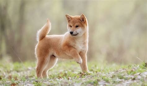 150+ Japanese Dog Names - Male & Female Name Ideas with Meanings | All Things Dogs