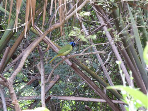 Rio Grande Valley birding - The Urban Birder