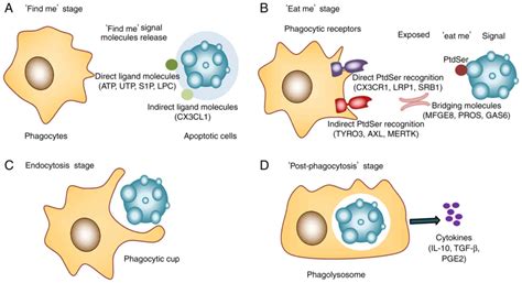 Efferocytosis in multisystem diseases (Review)